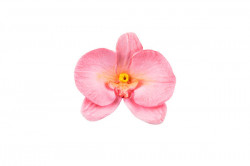Forma na orchidej 92x60mm - Silikomart