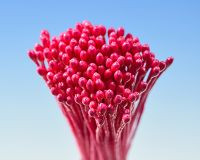 Pestíky červené svazek - Hamilworth