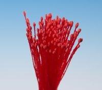 Pestíky červené svazek - Hamilworth