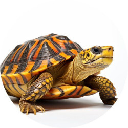 Jedlý papír želva 19,5cm - PICTURE