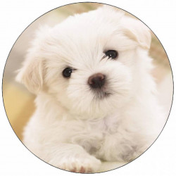 Jedlý papír štěně Maltézáček 19,5 cm