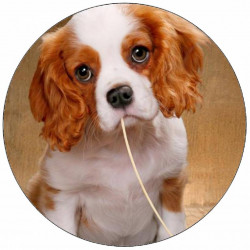 Jedlý papír štěně se špagetou 9,5 cm