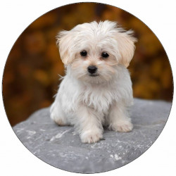 Jedlý papír štěně na kameni 19,5 cm