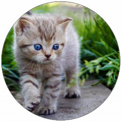 Jedlý papír kotě na chodníku 19,5 cm