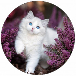 Jedlý papír kotě s modrýma očima 19,5 cm