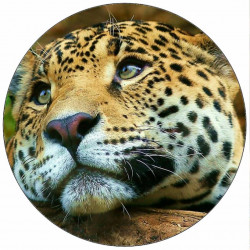 Jedlý papír Jaguár 19,5 cm