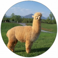 Jedlý papír lama 19,5 cm