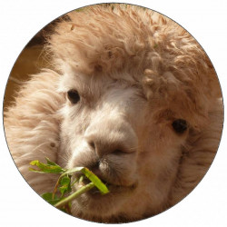 Jedlý papír alpaka zblízka 19,5 cm