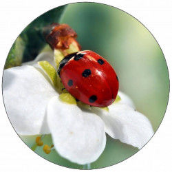 Jedlý papír beruška na bílém květu 19,5 cm