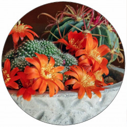 Jedlý papír kvetoucí kaktus 19,5 cm