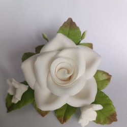 Cukrová růže - bílá