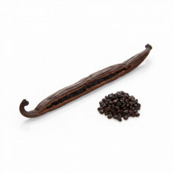 Vanilkový lusk Bourbon – Gourmet 1ks / Grade A (16 cm +) - Vanilla Ocean